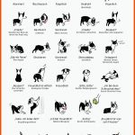 Deinen Hund Verstehen Lernen - Unit 1: Calming Signals ... Fuer Körpersprache Hund Arbeitsblatt