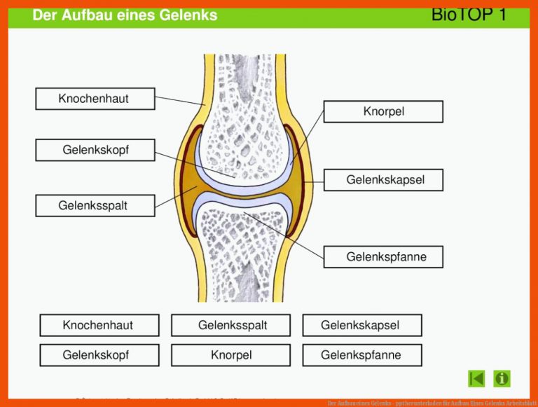 Der Aufbau Eines Gelenks - Ppt Herunterladen Fuer Aufbau Eines Gelenks Arbeitsblatt