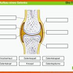 Der Aufbau Eines Gelenks - Ppt Herunterladen Fuer Beschriftung Aufbau Der Wirbelsäule Arbeitsblatt