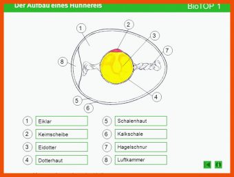 Aufbau Hühnerei Arbeitsblatt