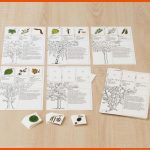 Der Baumdetektiv Fuer Nadelbäume Bestimmen Arbeitsblatt