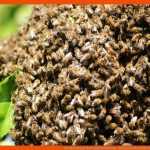 Der Bienenstaat Als organisationsform - Honig Und Bienen Fuer Der Bienenstaat Arbeitsblatt