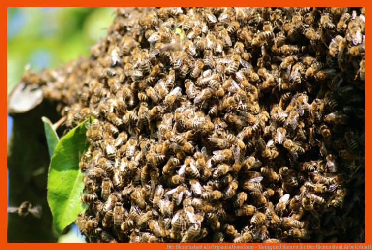 Der Bienenstaat als Organisationsform - Honig und Bienen für der bienenstaat arbeitsblatt