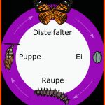 Der Distelfalter ð¦ Entwicklung, Lebensraum Und Besonderheiten Fuer Von Der Raupe Zum Schmetterling Arbeitsblatt Kindergarten