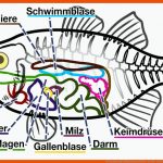 Der Faszinierende KÃ¶rperbau Der Fische - My-fish - Aus Freude An ... Fuer Fisch Aufbau Innere organe Arbeitsblatt
