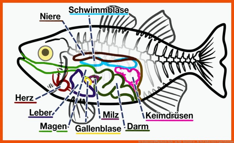Der faszinierende KÃ¶rperbau der Fische - my-fish - Aus Freude an ... für fisch aufbau innere organe arbeitsblatt