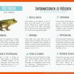 Der Frosch - Materialguru Fuer Vom Laich Zum Frosch Entwicklung Arbeitsblatt