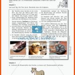 Der Hund: Sinnesleistungen Und Verhalten - Meinunterricht Fuer Sinnesorgane Arbeitsblätter