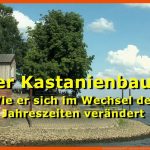 Der Kastanienbaum Wbf - Innovative Medien FÃ¼r Den Unterricht Fuer Arbeitsblatt Kastanie Im Jahreslauf