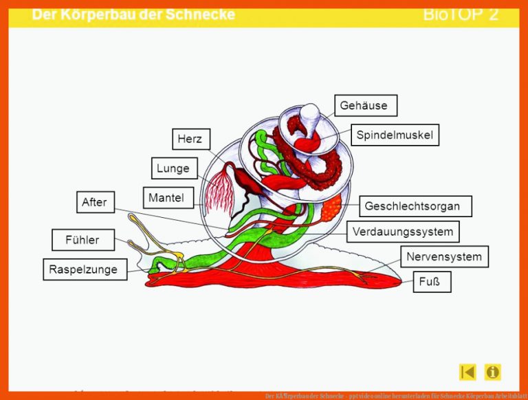 Der KÃ¶rperbau der Schnecke - ppt video online herunterladen für schnecke körperbau arbeitsblatt