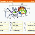 Der KÃ¶rperbau Der Spinne - Ppt Herunterladen Fuer Spinnen Körperbau Arbeitsblatt