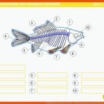 Der KÃ¶rperbau Des Karpfens (skelett) - Ppt Video Online Herunterladen Fuer Arbeitsblatt Aufbau Fisch Klasse 5