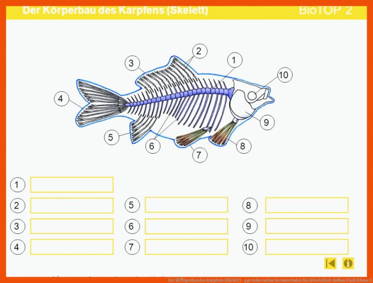 Der KÃ¶rperbau des Karpfens (Skelett) - ppt video online herunterladen für arbeitsblatt aufbau fisch klasse 5