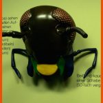 Der KÃ¶rperbau Von Insekten: Heuschrecken - Arbeitsblatt ... Fuer Beine Insekten Arbeitsblatt