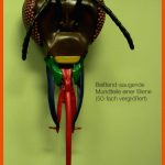 Der KÃ¶rperbau Von Insekten: Heuschrecken - Arbeitsblatt ... Fuer Beine Insekten Arbeitsblatt