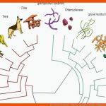 Der Lauf Der Geschichte - Modellierung Phylogenetischer StammbÃ¤ume ... Fuer Stammbaum Des Menschen Arbeitsblatt