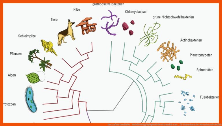 Der Lauf der Geschichte - Modellierung phylogenetischer StammbÃ¤ume ... für stammbaum des menschen arbeitsblatt