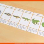 Der Lebenszyklus Des Frosches - Wunderwerkstatt Fuer Vom Laich Zum Frosch Entwicklung Arbeitsblatt