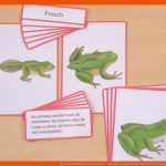Der Lebenszyklus Des Frosches - Wunderwerkstatt Fuer Von Der Kaulquappe Zum Frosch Arbeitsblatt