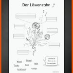 Der LÃ¶wenzahn - Kostenloses Arbeitsblatt Zum Ausdrucken ... Fuer Löwenzahn Beschriften Arbeitsblatt