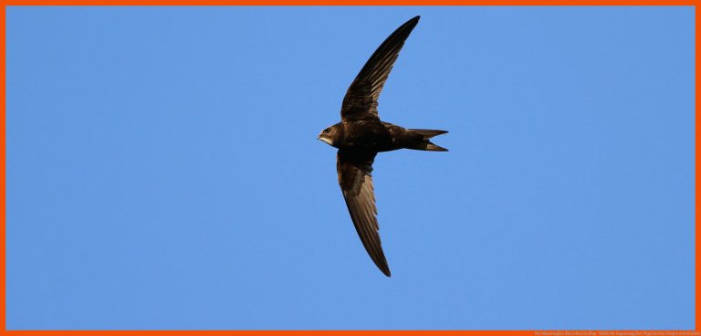 Der Mauersegler: Ein Leben im Flug - NABU für anpassung der vögel an das fliegen arbeitsblatt