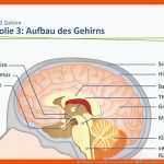 Der Mensch: Gesundheit Und Krankheit â therapien Der ... Fuer Arbeitsblatt Gehirn Beschriften