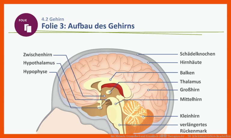 Der Mensch: Gesundheit und Krankheit â Therapien der ... für arbeitsblatt gehirn beschriften