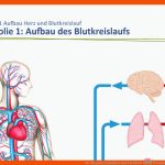 Der Mensch: Gesundheit Und Krankheit â therapien Der ... Fuer Blutkreislauf Arbeitsblatt