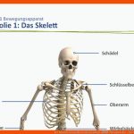 Der Mensch: Gesundheit Und Krankheit â therapien Der ... Fuer Das Skelett Des Menschen Arbeitsblatt