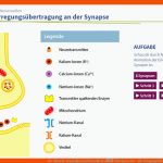 Der Mensch: Gesundheit Und Krankheit â therapien Der ... Fuer Erregungsübertragung An Der Synapse Arbeitsblatt