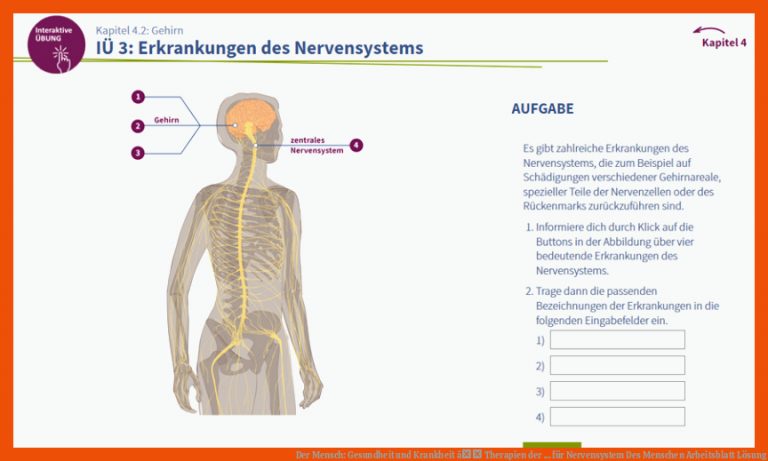 Der Mensch: Gesundheit und Krankheit â Therapien der ... für nervensystem des menschen arbeitsblatt lösung