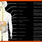 Der Mensch Und Sein Verdauungssystem Fuer Arbeitsblätter Verdauungssystem Anatomie