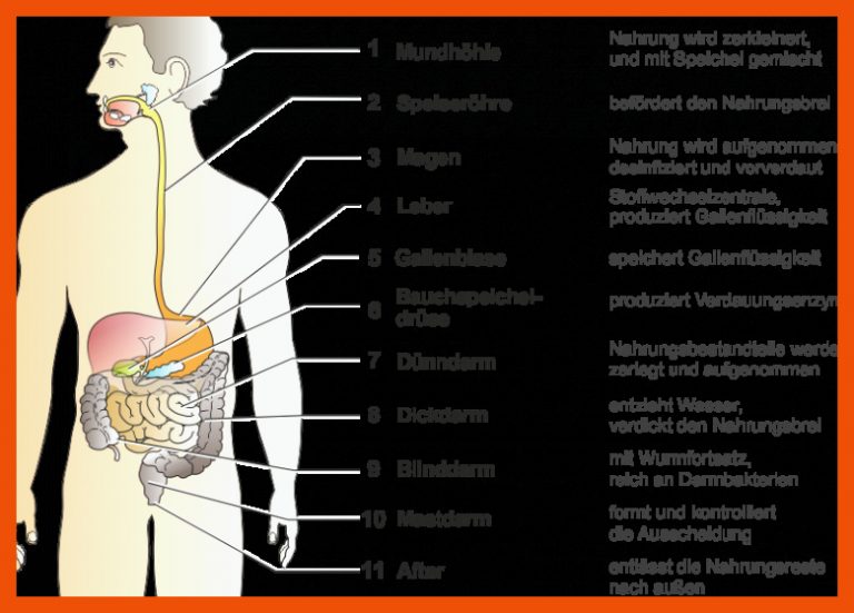 Der Mensch und sein Verdauungssystem für arbeitsblätter verdauungssystem anatomie