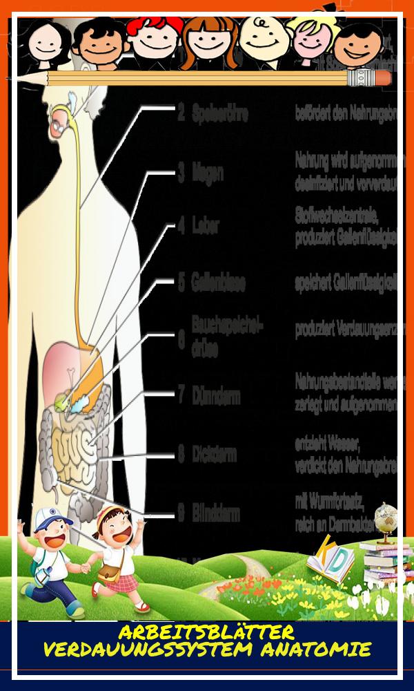 Arbeitsblätter Verdauungssystem Anatomie
