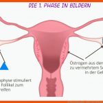 Der Menstruationszyklus - ErklÃ¤rvideo Fuer Menstruationszyklus Der Weibliche Zyklus Arbeitsblatt Lösungen