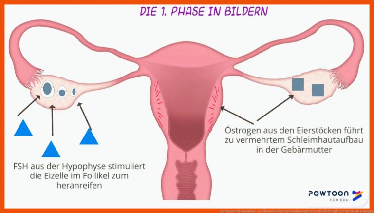 Der Menstruationszyklus - ErklÃ¤rvideo für menstruationszyklus der weibliche zyklus arbeitsblatt lösungen