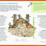 Der Nesthaufen Der Waldameisen Fuer Rote Waldameise Arbeitsblatt