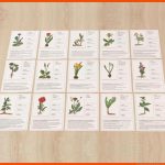 Der Pflanzendetektiv Fuer Steckbrief Tulpe Arbeitsblatt