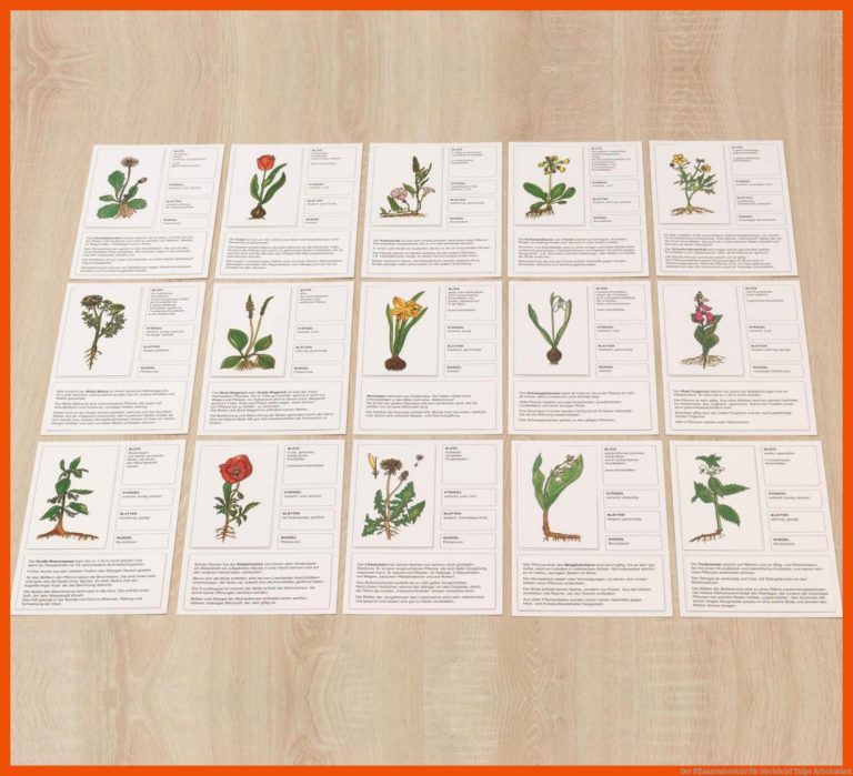 Der Pflanzendetektiv für steckbrief tulpe arbeitsblatt