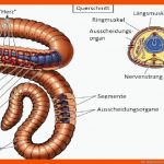 Der Regenwurm Fuer Regenwurm Körperbau Arbeitsblatt