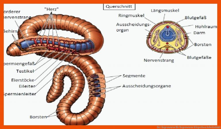 Der Regenwurm für regenwurm körperbau arbeitsblatt