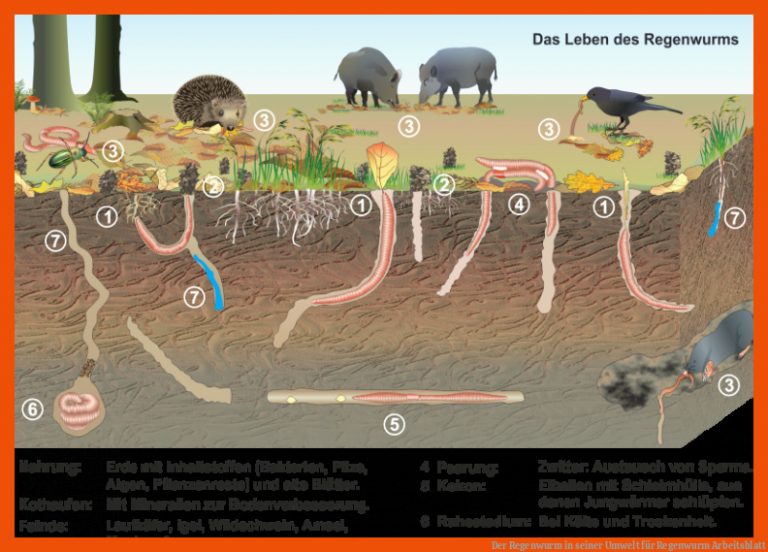 Der Regenwurm in seiner Umwelt für regenwurm arbeitsblatt