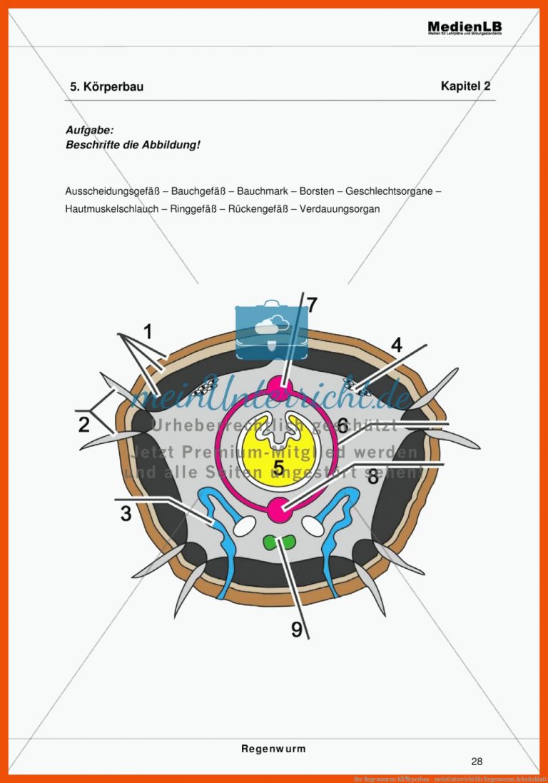 Der Regenwurm: KÃ¶rperbau - meinUnterricht für regenwurm arbeitsblatt