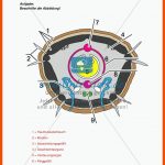 Der Regenwurm: KÃ¶rperbau - Meinunterricht Fuer Regenwurm Körperbau Arbeitsblatt