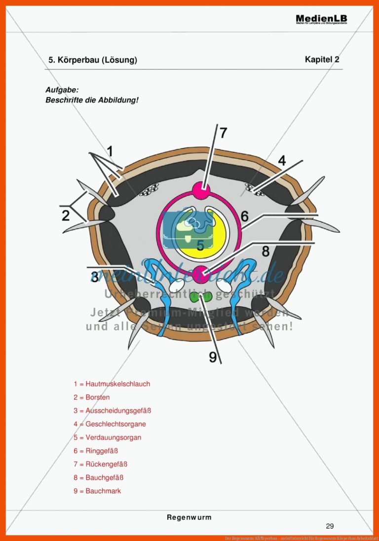Der Regenwurm: KÃ¶rperbau - meinUnterricht für regenwurm körperbau arbeitsblatt