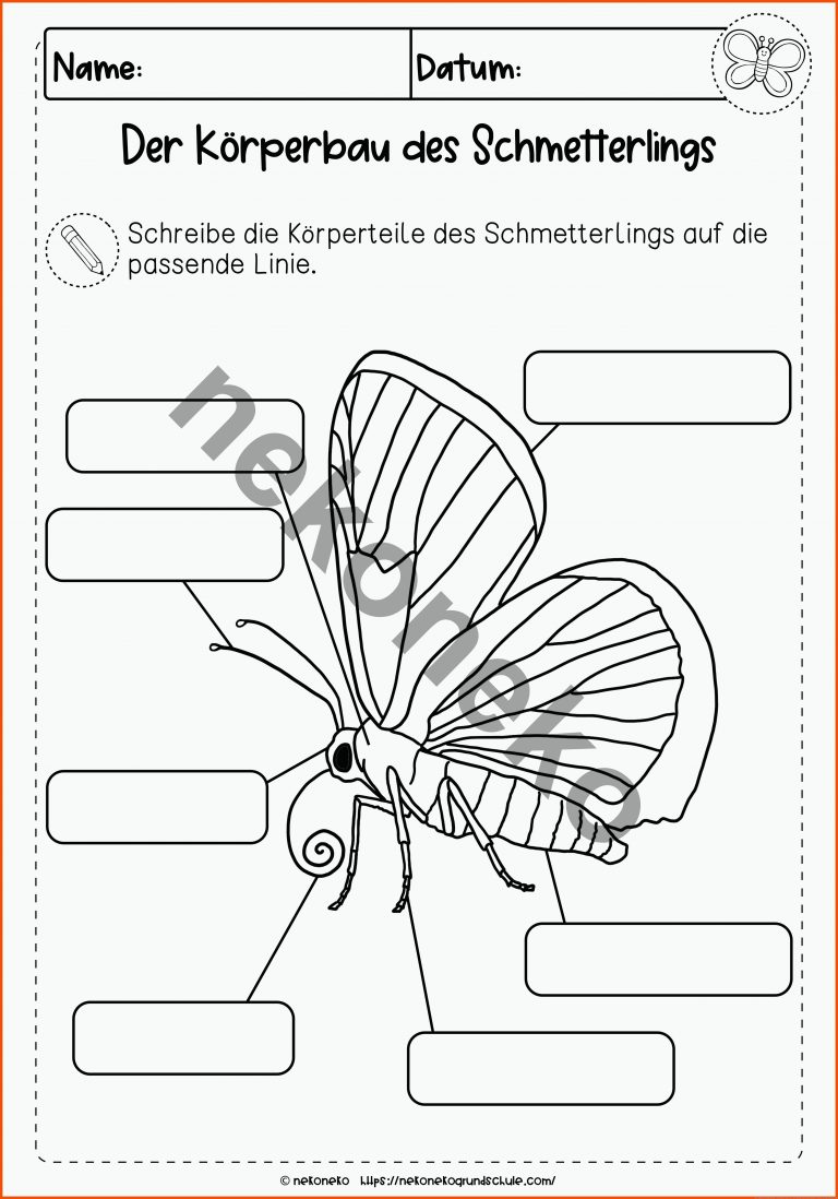 Der Schmetterling | KÃ¶rperbau | differenziertes Arbeitsblatt für arbeitsblätter schmetterling körperbau