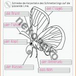 Der Schmetterling KÃ¶rperbau Differenziertes Arbeitsblatt Fuer Arbeitsblätter Schmetterling Körperbau