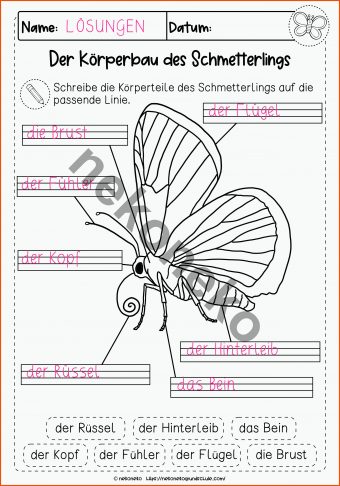 12 Arbeitsblätter Schmetterling Körperbau