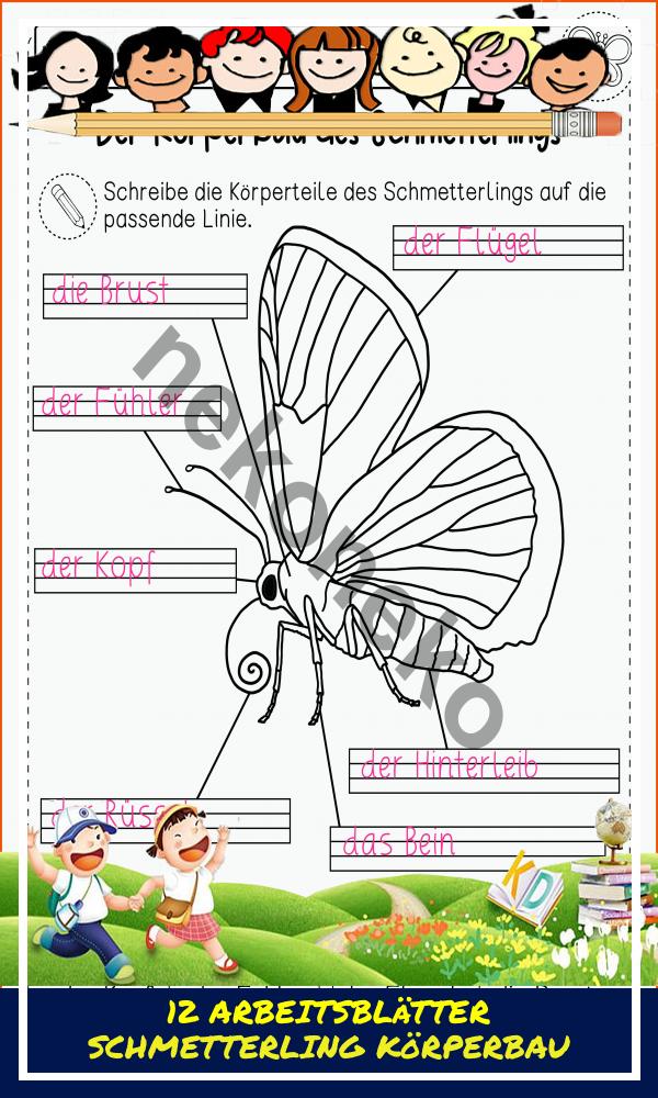12 Arbeitsblätter Schmetterling Körperbau