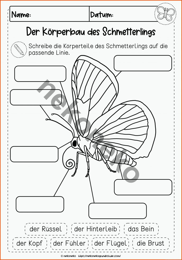 Der Schmetterling | KÃ¶rperbau | differenziertes Arbeitsblatt für körperbau insekten arbeitsblatt